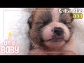 👼Meet A 14 Days Old Mixed-breed Pupper 👼 l I'm A Baby Ep. 07