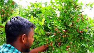 করমচা চাষ পদ্ধতি, করমচা চাষে আপনিও আয় করতে পারেন বিঘা প্রতি লক্ষাধিক টাকা,জেনে নিন সঠিক পদ্ধতি।