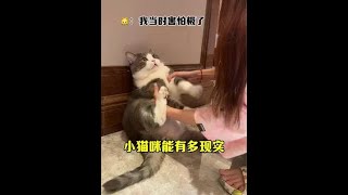 12斤的猫12斤反骨 满满的都是心眼子#高爷家猫粮 #猫咪为了吃有多拼