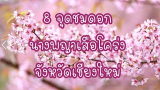 8 จุดชมดอกนางพญาเสือโคร่งในจังหวัดเชียงใหม่