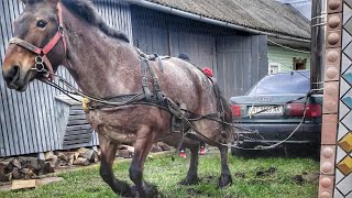 КОБИЛА НА ПРОДАЖУ/ЛОШИЧКА ПО ОБАМІ/Коні Ваговози/horses in Ukraine