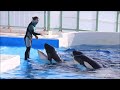 鴨川シーワルドのオネダリ上手なシャチ「ラビー u0026ルーナ親子」に匠がタジタジ^^ kamogawaseaworld killerwhales