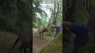 Elk saved from tree swing by police