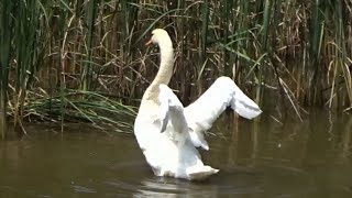 T161　　2024年7月18日　コブハクチョウ　　音楽　かすかな予感　　南部丘陵公園　　たか鷹短信