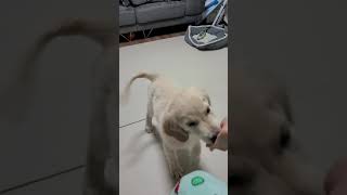 ベルを完全マスターした【ゴールデンレトリバー子犬】#shorts#短い動画