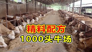 养牛人看这里！1000头牛场精料配方大公开，老板全程没说一句废话