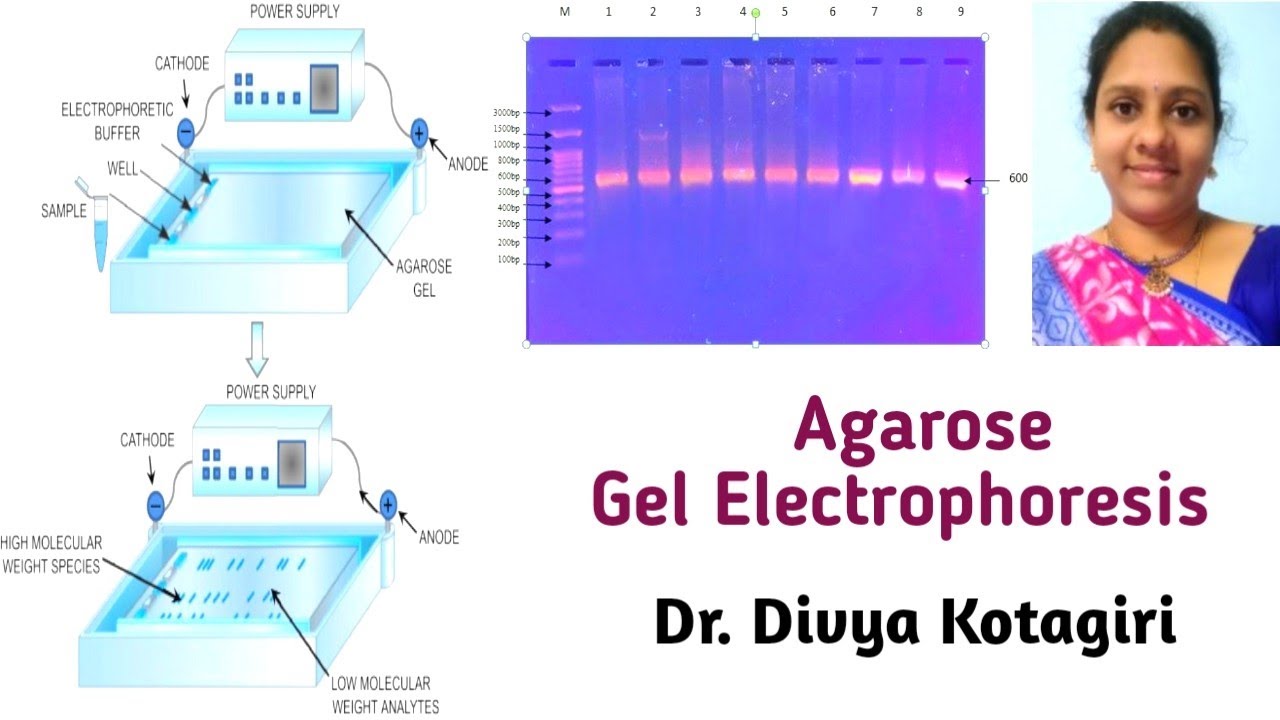 Agarose Gel Electrophoresis # In Detail # Genes & Genus - YouTube