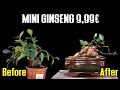 From Plant to Mini Bonsai: How I Did It (PART 1)