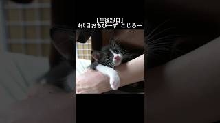 どうしても膝の上で寝たくて何度も戻ってきてしまう子猫 #保護猫 #子猫 #shorts