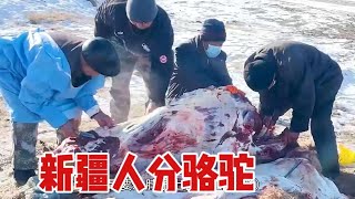 【驰娜尔】新疆人为啥爱吃骆驼肉？1000斤骆驼雪地现宰，牧民三轮拉肉好热闹