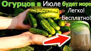 ОГУРЦЫ ОБОЖАЮТ ЭТУ ЧЕРНУЮ ПОДКОРМКУ! Огурцы засыплют вас урожаем!