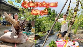 Kỹ thuật trồng mai hiệu quả chia sẻ cô chú anh chị sđt 0934126607,0919237707