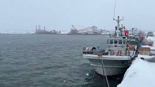 石狩湾新港東埠頭なうのニシン釣り状況