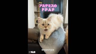 話題のDREAMFACEアルテミスでやってみた