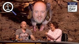 QI | What's Unusual About Bailey's Pocket Mouse?