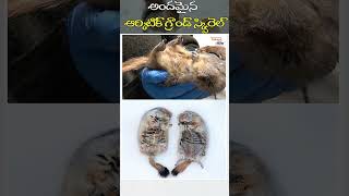 అందమైన ఆర్కిటిక్ గ్రౌండ్ స్క్విరెల్ | Arctic Ground Squirrels Facts | Telugu Now