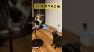 短足マンチカンと黒猫の喧嘩の始まり#shorts