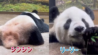 ママはお昼寝🐼😴パパはモグモグ🌿🐼😊　8月19日 Ueno Zoo Giant Panda