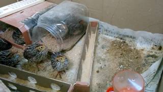 日本うずら 16日目 Japanese Quails 20170427