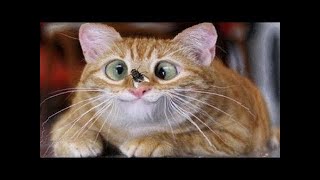 СМЕШНЫЕ ЖИВОТНЫЕ 😂 ЛУЧШИЕ ПРИКОЛЫ 2020! Смешные видео - Смешные коты приколы с котами до слез #4