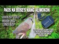 White eared-brown Dove sound Trap | Good for Hunting 2024 @manhunter3410 #alimokon