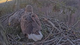 Milda is back with a twig | Jūras ērgļi | Sea eagles | Dec 18, 2024