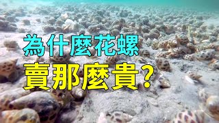 為何真花螺賣的那麼貴？人工養殖過程告訴你答案