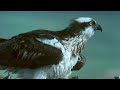 Secret Nature Facts About Birds of Prey ๐ฆ
| S01E05 | Bird Documentary | Natural History Channel