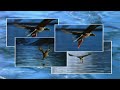 Secret Nature Facts About Birds of Prey ๐ฆ
| S01E05 | Bird Documentary | Natural History Channel