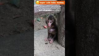 泣ける！赤ちゃん猿が迷子になった瞬間 / monpai monyet #高崎山 #ニホンザル  #babymonkey #snowmonkey