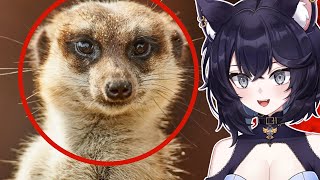 Biologist REACTS to the most VIOLENT Animal on Earth | Casual Geographic