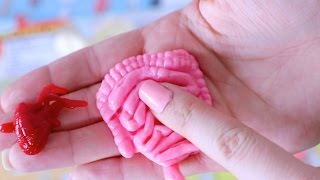 Squishy Human Body (Educational Gross Play for Kids)