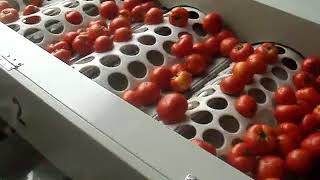 Round Tomato Grading Machine with Brushes +86 13213238287