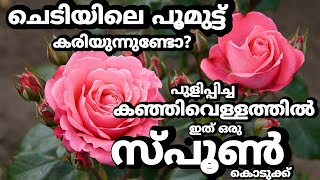 ചെടിയിലെ പൂമുട്ട് കറിയുന്നുണ്ടോ എങ്കിൽ ഇത് ഒരു സ്പൂൺ കൊടുക്ക് Organic Pesticides for  Plants.