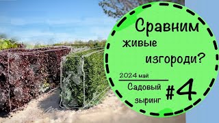 Садовый зыринг #4 ☘️Что продают в питомниках Германии? ☘️ Живые изгороди☘️ Деревья ☘️ Май 2024