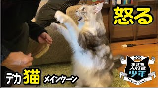 【メインクーン】大型猫が怒った時の鳴き声。ブラッシングを拒否