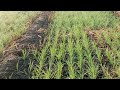 ਕਣਕ ਪਹਿਲੇ ਪਾਣੀ ਤੋ ਬਾਅਦ ਪਿਲੀ ਕਿਉ ਪੈਦੀ ਹੈ wheatcrop irrigation