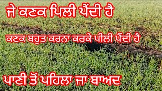 ਕਣਕ ਪਹਿਲੇ ਪਾਣੀ ਤੋ ਬਾਅਦ ਪਿਲੀ ਕਿਉ ਪੈਦੀ ਹੈ #wheatcrop #irrigation