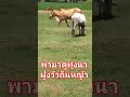 ธรรมชาติบ้านนา มีความสุขจ้ามาดูกัน ยายต้อยพามาดู