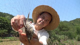 田裡放網有鳥掛住了，看怎麼處理它