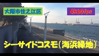 2023年12月撮影 シーサイドコスモ（海浜緑地）Seaside Cosmo (Seaside Green Park)