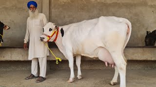 ਟੋਪ ਬਰੀਡ ਦੀਆ ਤਿੰਨ ਗਾਵਾਂ ਵਿਕਾਉ 👌👌ਘੱਟ ਰੇਟ 😱😱😱 Bawa dairy farm