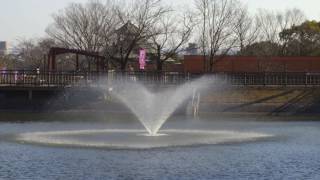 三河紀行　 豊川市赤塚山公園の梅