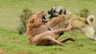 10 LION FIGHTING DOG BREEDS