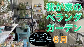 【多肉植物】【ベランダ多肉】我が家のベランダガーデン　ここにゃんたベランダチャンネルvol.56