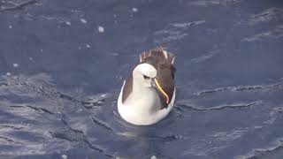 Atlantic Yellow-nosed Albatross, April 2018, Tristan Island