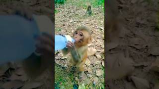 Cute #monkey #baby #short #video#138 #follow #cute #baby 🐒🐒🍼🍼🚩🚩🚩🚩