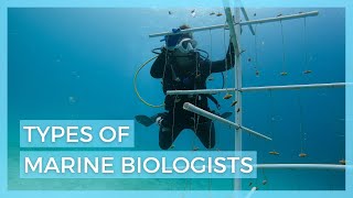 5 Types of Marine Biologists // Careers in Marine Biology
