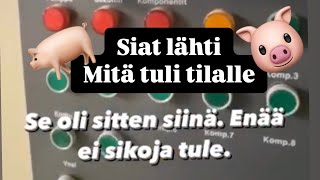 3 vuotta ilman sikoja. Mitä tuli tilalle.