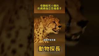 母獅殺死小獵豹，獵豹媽媽強忍悲痛，踏上尋子之路！ #動物世界 #獅子#獵豹